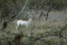 Junger Damhirsch