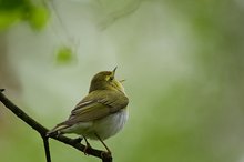 Waldlaubsänger (Phylloscopus sibilatrix)