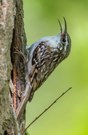 Der Ruf des Gartenbaumläufer…