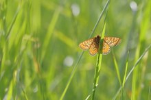 Der goldene Scheckenfalter im Gras