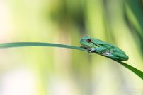 Laubfrosch