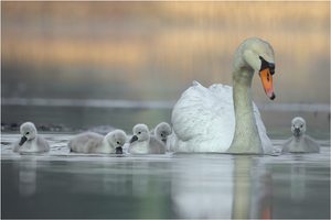 Familie Schwan