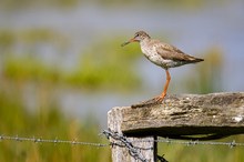 Mama passt auf - Rotschenkel