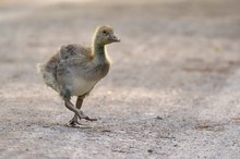 Goose crossing