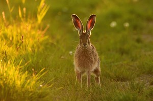 Feldhase....