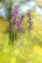 Orchis militaris