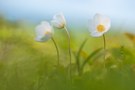 Anemone sylvestris