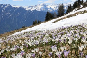 Bergfrühling VI