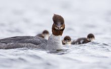 Gänsesägerin mit Jungen