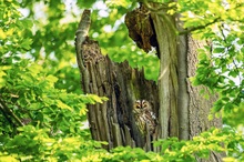 Am Waldkauzbaum