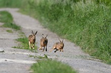 Hasenwettlauf