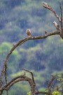 Gewitterregen in der Streuobstwiese