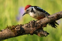 Frühlings-Punk