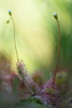 Sonnentau mit Knospen