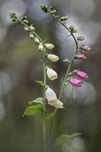 Let,s Dance bei den Fingerhüten