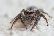 Auf der Mauer auf der Lauer war die Springspinne