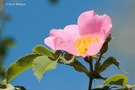 Rosenblüte vor Himmelsblau