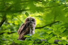 Hoch oben im Baum