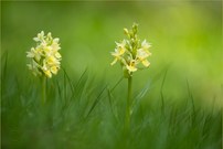 Im Holunder-Lärchenwald…