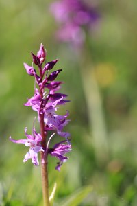 Prächtiges Knabenkraut II