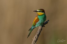 Schulterblick....Bienenfresser (Merops apiaster)