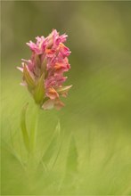 Holunder-Fingerwurz (Dactylorhiza sambucina)