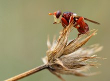 Breitstirnblasenkopffliege (Sicus ferrugineus)