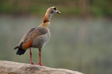 Nilgans