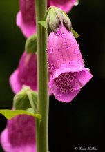 Roter Fingerhut; Blüte mit Tropfen