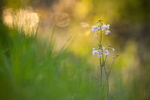 ___Wiesenschaumkraut______