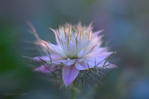 Love-in-a-Mist