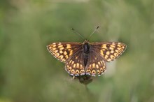 Schlüsselblumen-Würfelfalter (Hamearis lucina )