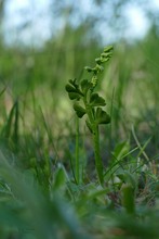 Ein Kleinod der Natur