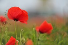 Mohn bei leichtem Nieselregen