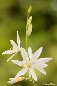 Ästige Graslilie (Anthericum liliago)