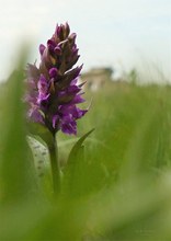 Touristen Orchideen