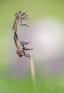 Kerbzangen-Raubfliege (Dysmachus fuscipennis)