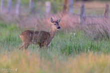 Junibock