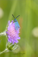 Grünwidderchen