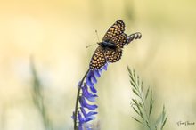 Wegerich-Scheckenfalter (Melitaea cinxia)