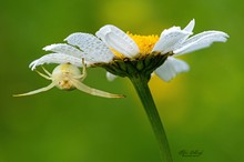 Krabbenspinne auf Margerite