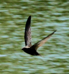 Nur dokumentarisch für die Ornithologen hier: Segler