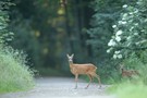 auf dem Waldweg