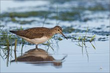 Waldwasserläufer ..