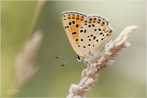 Schwefelvögelchen