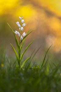 Im frühen Abendlicht ...