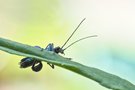 Blauer Käfer im Wind
