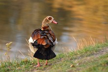 Nilgans