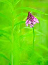 Anacamptis pyramidalis im Auwald