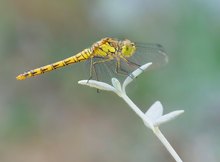 Grosse Heidelibelle (Weibchen)